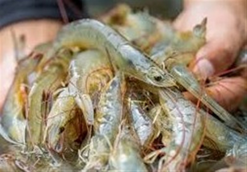 Percée Biotech en Iran : un Probiotique Résistant pour une Aquaculture Autonome