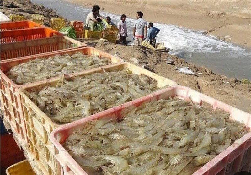 L&rsquo;Iran, futur géant de la crevette ? Objectif 60 000 tonnes et investissements records