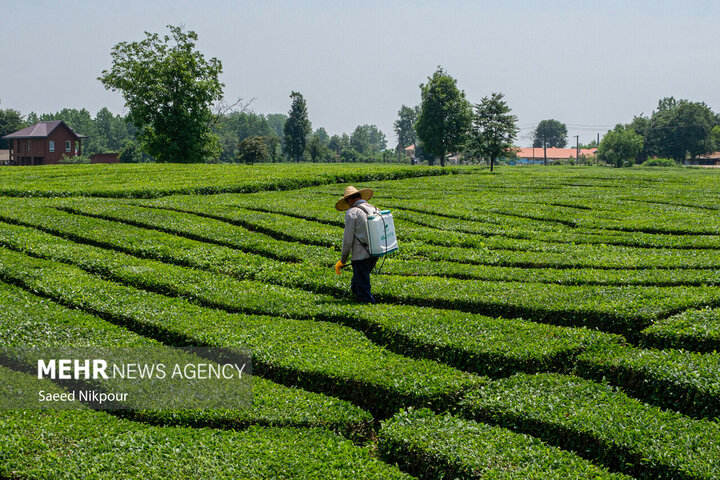 Les exportations de thé iranien augmentent de 48 % avec une stratégie de soutien aux producteurs